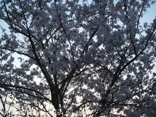 DSCF3783.jpg