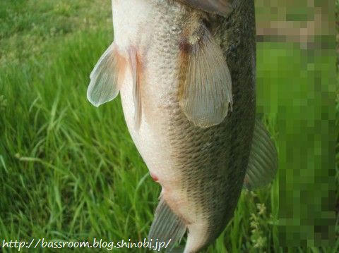 BASSROOM行動記録