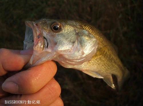 BASSROOM行動記録