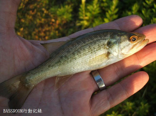 BASSROOM行動記録