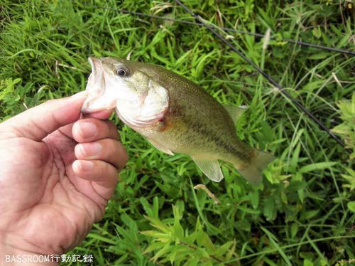 BASSROOM行動記録