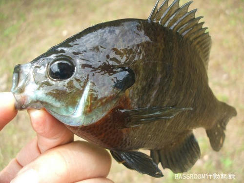 BASSROOM行動記録