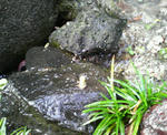 雨蛙の大群