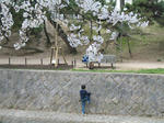 2007年、夙川でお花見