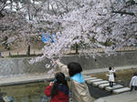 2007年、夙川でお花見