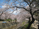 2007年、夙川でお花見