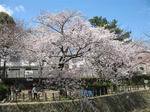 2007年、夙川でお花見