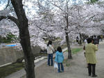 2007年、夙川でお花見