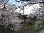 2007年、夙川でお花見