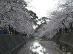 2007年、夙川でお花見