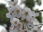 2007年、夙川でお花見