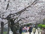 2007年、夙川でお花見