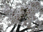 2007年、夙川でお花見