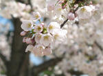 2007年、夙川でお花見