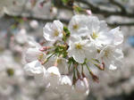 2007年、夙川でお花見