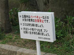 2007年、夙川でお花見
