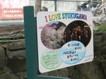 2007年、夙川でお花見
