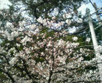 松阪市役所の桜