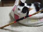 2007_11170018_640.JPG