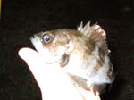 2007_12290047_640.JPG