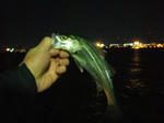 2008_01040117_640.JPG