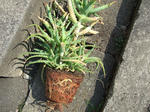 2008_03010001_640.JPG