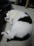 Image148.jpg
