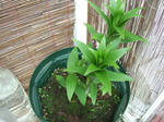 2008_04200025_640.JPG