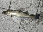 2008_04270014_640.JPG