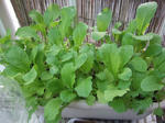 2008_05050072_640.JPG