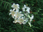 2008_07190093_640.JPG