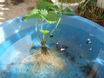 2008_11010005_640.JPG