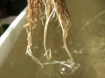 2008_11160008_640.JPG