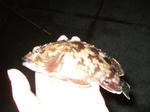 2008_11230084_640.JPG