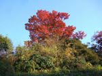 2008_11300050_640.JPG