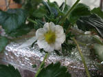 2009_01100022_640.JPG