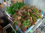 2009_01100024_640.JPG