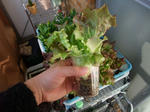 2009_01100025_640.JPG