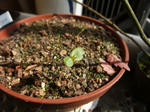 2009_02070015_640.JPG