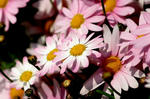 IMG_0602_640.jpg
