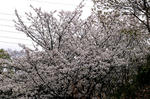 IMG_0887_640.jpg