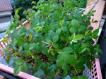 2009_04190009_640.JPG