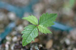 2009_04190049_640.JPG