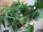 2009_04250016_640.JPG