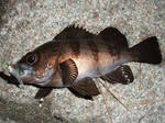 2009_11070003_640.JPG