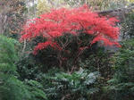 2009_11280018_640.JPG