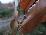 2009_11280029_640.JPG