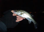 DSCF52521.JPG