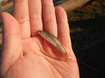 DSCF52611.JPG