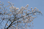 2010_04030030_640.JPG